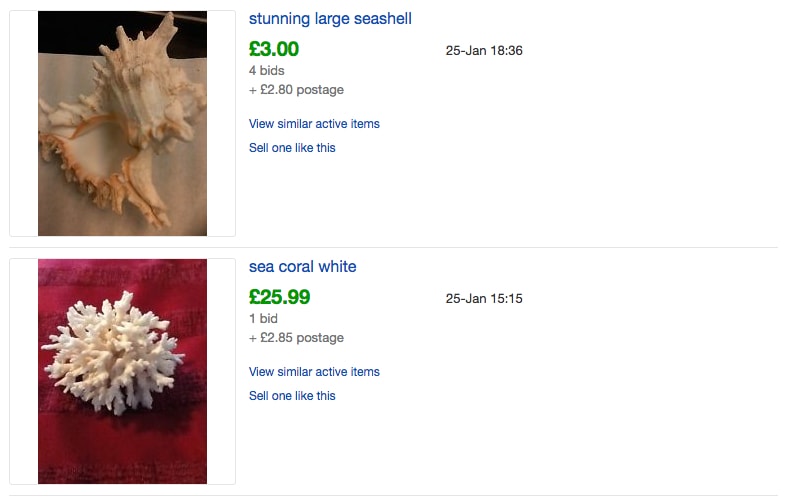 Sea Shells - eBay Sold - Probably Busy