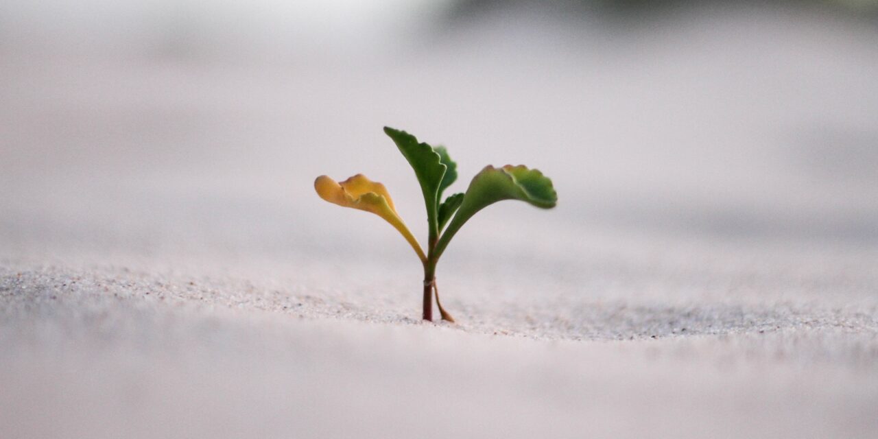 5 Reasons My Ecommerce Businesses Have Grown So Slowly